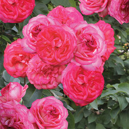 ����  ���� ��������� �����-89, ������ �� 619 ���