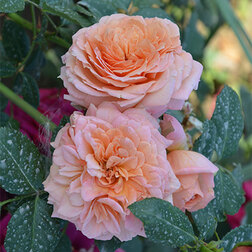 ����  ���� ��������� �����, ������ �� 619 ���