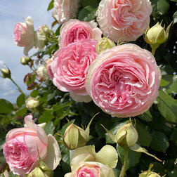 ����  ���� ��������� ���� �� ������, ������ �� 619 ���