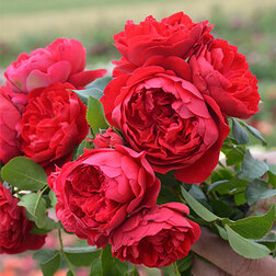 ����  ���� ��������� ����������, ������ �� 619 ���