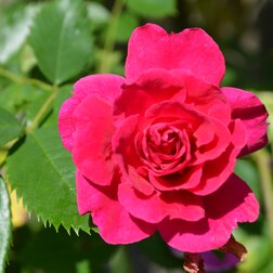 ����  ���� ��������� ������������� ������� ������� �������, ������ �� 990 ���