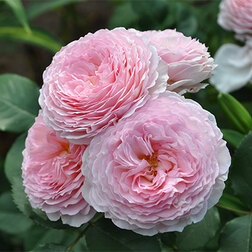 ����  ���� �������� ���������� ������ ������, ������ �� 759 ���