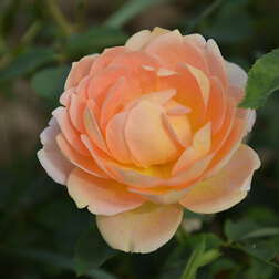 ����  ���� �������� ���������� ���� �� �����, ������ �� 759 ���