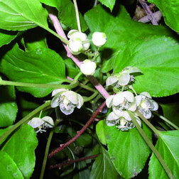 ����  ��������� ��������� ������� (�������, ���������), ������ �� 519 ���