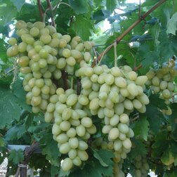 ����  �������� �������� ���������, ������ �� 349 ���