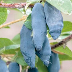 ����  ��������� ��������� ������������, ������ �� 349 ���