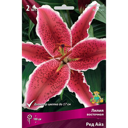 ����  ����� ��������� ��� ��� (2 ��.), ������ �� 394 ���