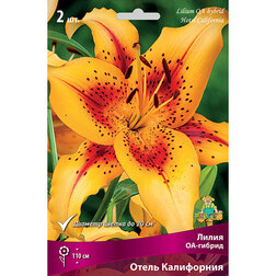 ����  ����� ��-������ ����� ���������� (2 ��.), ������ �� 414 ���