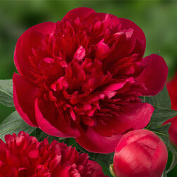 ����  ���� ����������� ����� ����� *, ������ �� 1334 ���