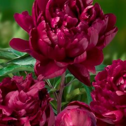 ����  ���� ����������� ����� ���� *, ������ �� 1640 ���