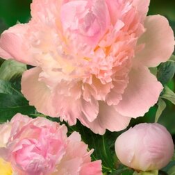 ����  ���� ����������� ����� ����� *, ������ �� 1785 ���