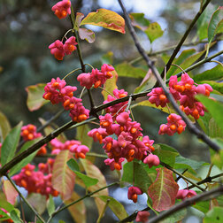 ����  ��������� �����������, ������ �� 479 ���