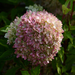 ����  ��������� ����������� ��������� ���������, ������ �� 705 ���