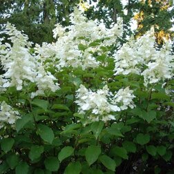 ����  ��������� ����������� (���� ����), ������ �� 612 ���