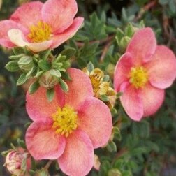 ����  ������� ������������� �������� ������ ø�, ������ �� 688 ���