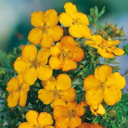 ����  ������� ������������� �������� �����, ������ �� 425 ���