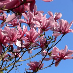 ����  �������� ������� �������, ������ �� 1173 ���