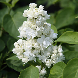 ����  ������ ������������ �����, ������ �� 595 ���