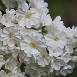 ����  ������ ������������ ��������, ������ �� 595 ���