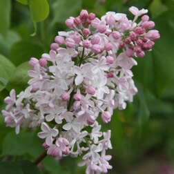 ����  ������ ������������ �������, ������ �� 595 ���