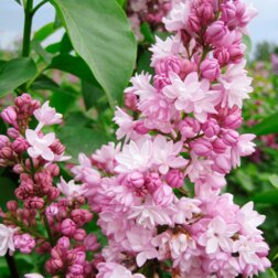 ����  ������ ������������ ��������, ������ �� 595 ���