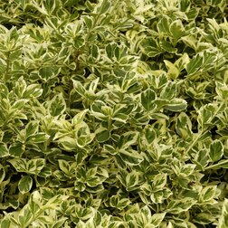 ����  ��������� �������� ���������������, ������ �� 535 ���