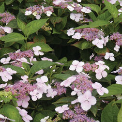 ����  ��������� ��������� ��� ���, ������ �� 612 ���