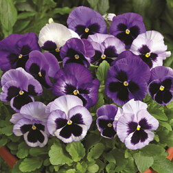 ����  ����� ��������������� �������� ����� (1��-100��) ���������������� ������, ������ �� 1008 ���