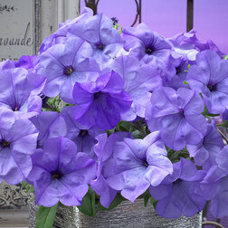 ����  ������� ��������� ������ �������� (1��-250�����) ���������������� ������, ������ �� 6160 ���