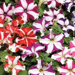 ����  ������� ����������� �������� ���� ���� (1��-100�����) ���������������� ������, ������ �� 272 ���