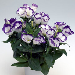 ����  ������� ������ ��� ��� (1��-100�����) ���������������� ������, ������ �� 960 ���