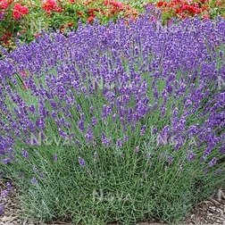 ����  ������� ����������� ������, ������ �� 748 ���