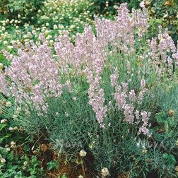 ����  ������� ����������� �����, ������ �� 748 ���