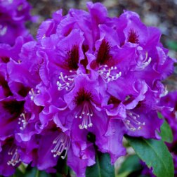 ����  ����������� ��������� ��������, ������ �� 918 ���