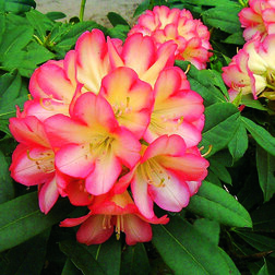 ����  ����������� ��������� ������ �� ������, ������ �� 918 ���