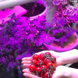 ����  �������������� FitoLED 37 COMBO (������ ������) 52 ��, ������ �� 4990 ���