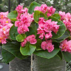 ����  ������� ������������� �������� ����� ���� (��-250�����) ���������������� ������, ������ �� 2640 ���