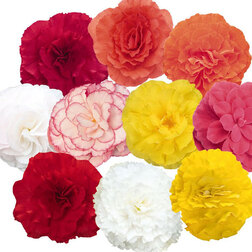 ����  ������� ��������� ������� ���� (1��-100�����) ���������������� ������, ������ �� 880 ���