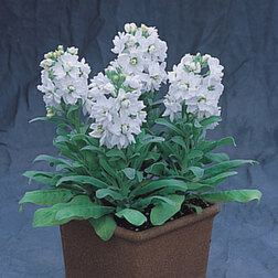 ����  �������� ���������� ���� (1��-250��) ���������������� ������, ������ �� 720 ���