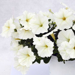 ����  ������� ��������� ��������� ���� (��-250�����) ���������������� ������, ������ �� 2112 ���