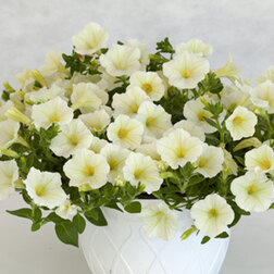 ����  ������� ��������� ��������� ����� ����� (��-250�����) ���������������� ������, ������ �� 2112 ���