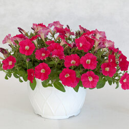 ����  ������� ��������� ��������� ���� �� (��-100�����) ���������������� ������, ������ �� 880 ���