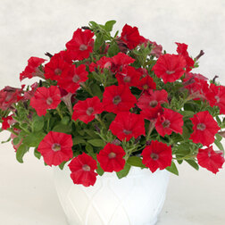 ����  ������� ��������� ��������� ������� (��-100�����) ���������������� ������, ������ �� 880 ���