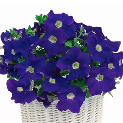 ����  ������� ����������� ����� ��� ��� ���� �� (��-100�����) ���������������� ������, ������ �� 976 ���