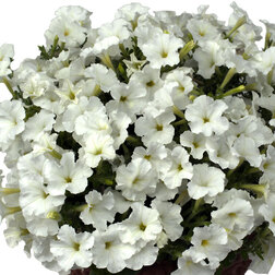 ����  ������� ��������� ���� �������� ���� (��-100�����) ���������������� ������, ������ �� 976 ���