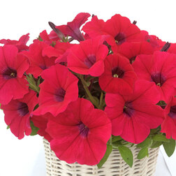 ����  ������� ����������� ��� ��� ���� (��-100�����) ���������������� ������, ������ �� 976 ���