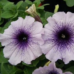 ����  ������� ����������� ����� ��� �� ��� ������ (1��-100�����) ���������������� ������, ������ �� 352 ���