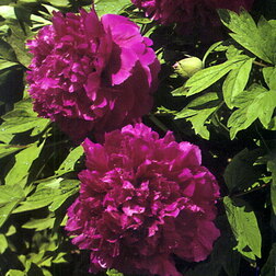 ����  ���� ����������� ��������� ����, ������ �� 731 ���