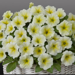 ����  ������� ����������� �������� ���� ����� (��-100�����) ���������������� ������, ������ �� 976 ���