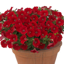 ����  ������� ��������� ���� �������� ����� ��� (��-1000�����) ���������������� ������, ������ �� 7920 ���